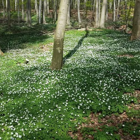 Waldrose Appartement *